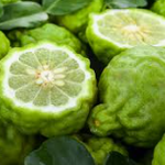 Bergamota