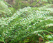 Cascarilla