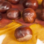 Castane Glazurate