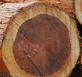 Cedar