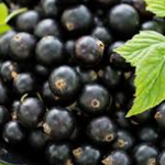 Coacaze Negre