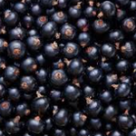 Coacaze Negre