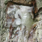 Elemi