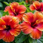 Hibiscus