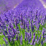 Lavanda