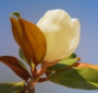 Magnolie
