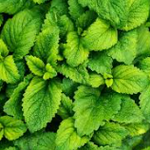 Menta