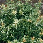 Osmanthus
