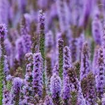Patchouli