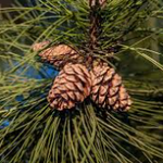 Pin