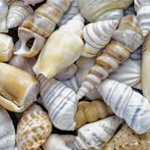 Scoica
