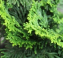Hinoki