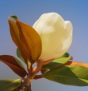 Magnolie