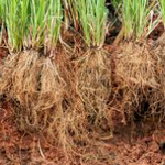 Vetiver