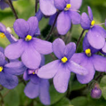 Violeta